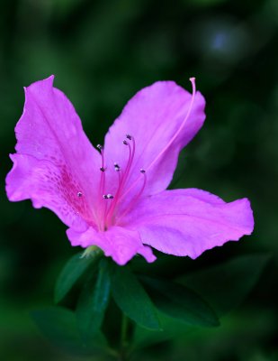 Azalea_DSC2972 copy.jpg