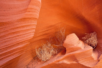 Rattlesnake3Web.jpg