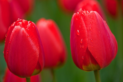 Tulips1Web.jpg