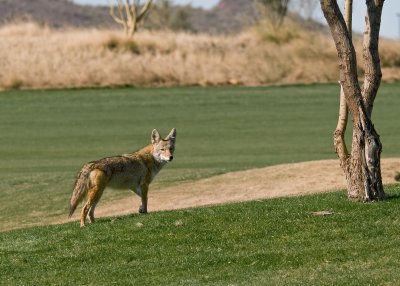 Coyote1.jpg