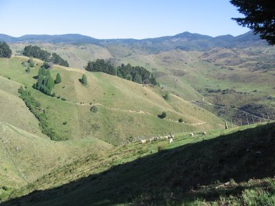 NZ1 117.jpg