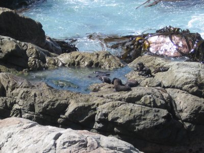 NZ2 005.jpg