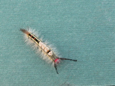 Whitemarked Tussock Moth larva,
Hemerocampa leucostigma