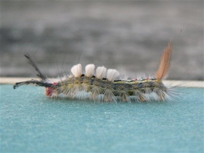 Whitemarked Tussock Moth larva,
Hemerocampa leucostigma
