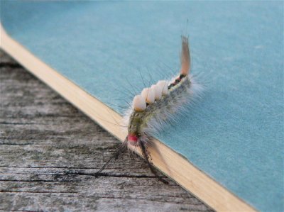 Whitemarked Tussock Moth larva,
Hemerocampa leucostigma