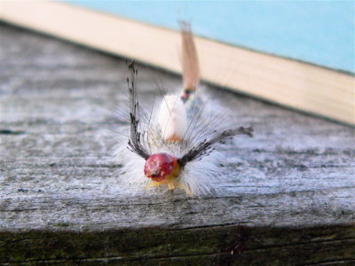 Whitemarked Tussock Moth larva,
Hemerocampa leucostigma