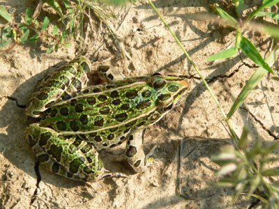 Amphibians