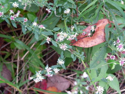 White Aster