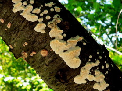 Fungus on Wild Plum