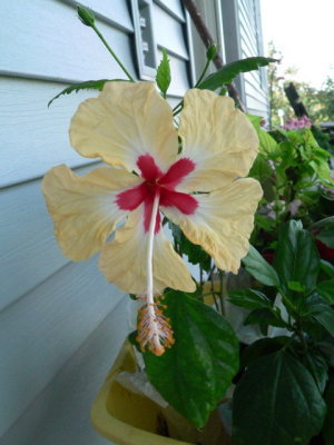 Hibiscus