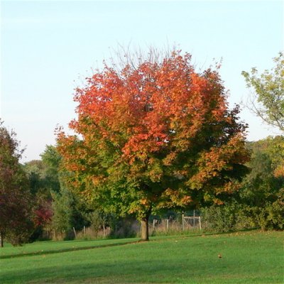 spotty colors of
Fall 2008