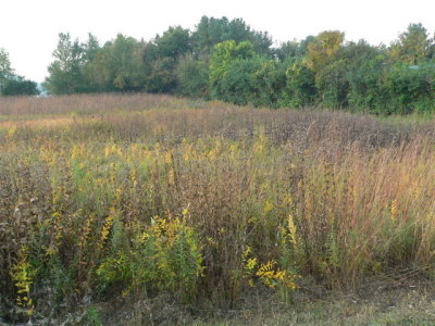 Solon Prairie
looking SW