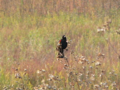 Confused Redwing
Solon Prairie