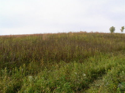 Prairie at Turkey Creek Preserve