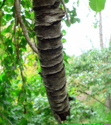 interesting Plum limb