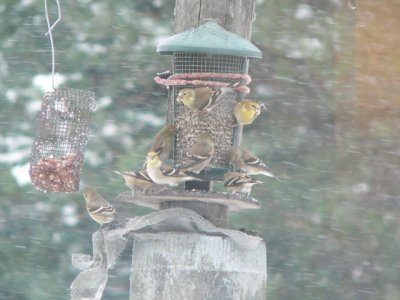 Finches in the Snow