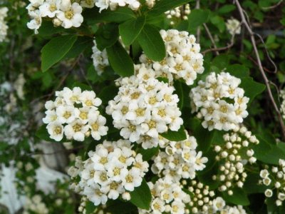 Our Flowers