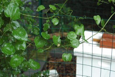 Bee Fence Mystery Plant