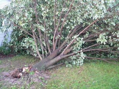 Poor Boxwood