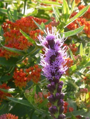 Blazing Star in front of 
Butterfly Milkweed