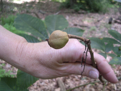 Yellow Buckeye