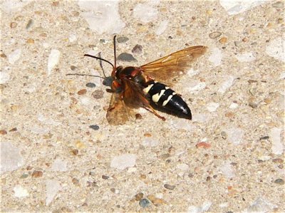 Cicada Killer
