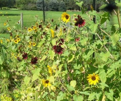 Our Sunflower Patch