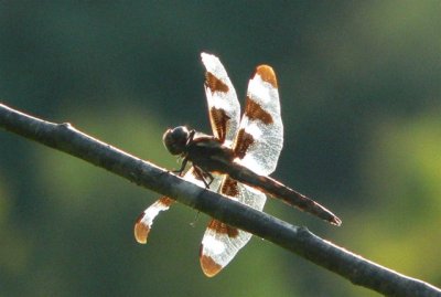 Twelve-spotted Skimmer
Libellula pulchella