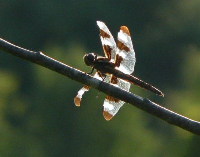 Twelve-spotted Skimmer
Libellula pulchella