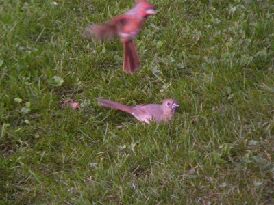 imm Cardinal [below]
note pale bill