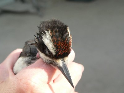 juvenile Hairy Woodpecker.
