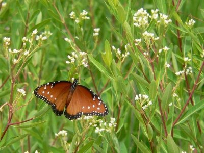 Queen Butterfly
Bosque del Apache NM