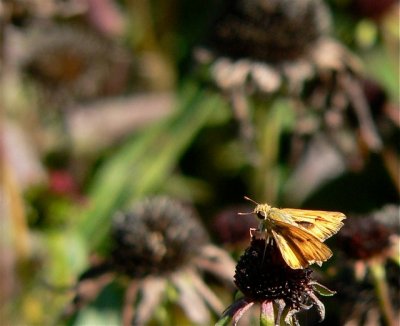 ? Skipper