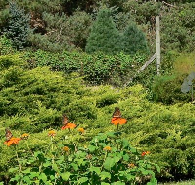 Monarchs on Mexican Sunflowers