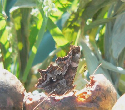 Comma