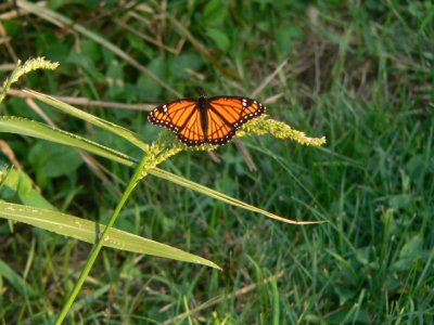 Viceroy