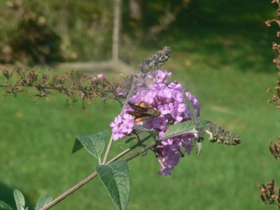 ? Skipper