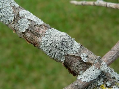 Fungi