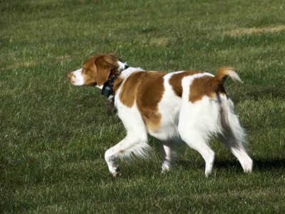 Bella Wigglebut