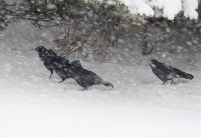 Crows in Snow
