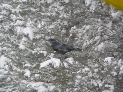 Crow in Snow