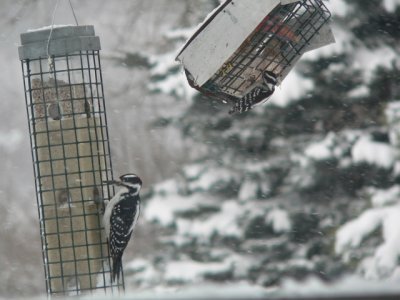Downy and Hairy Woodpecker
size comparison
Johnson Co