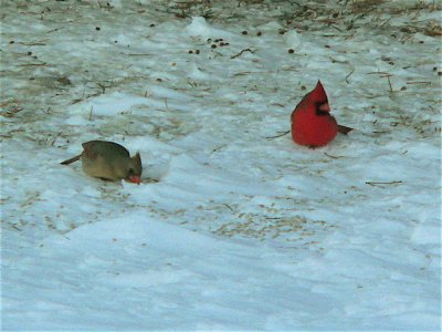 Cardinals, -10.
notice pulled in legs