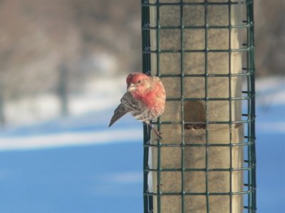 bright male House Finch