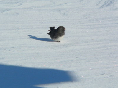 Junco chasing its tail
