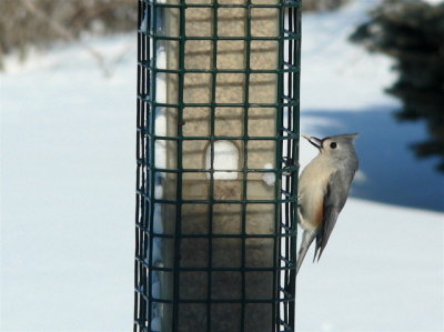 Tufted Titmouse taking 
hulled sunflower