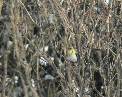 Spring is Coming!
first yellow on
Am Goldfinch