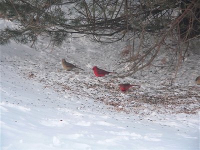Evening Cardinals