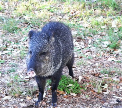 Critters in Texas