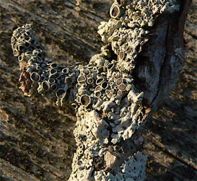 Lichens